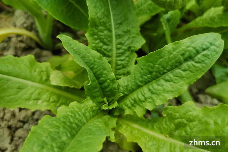 莴笋和油麦菜的关系 莴笋和油麦菜的关系