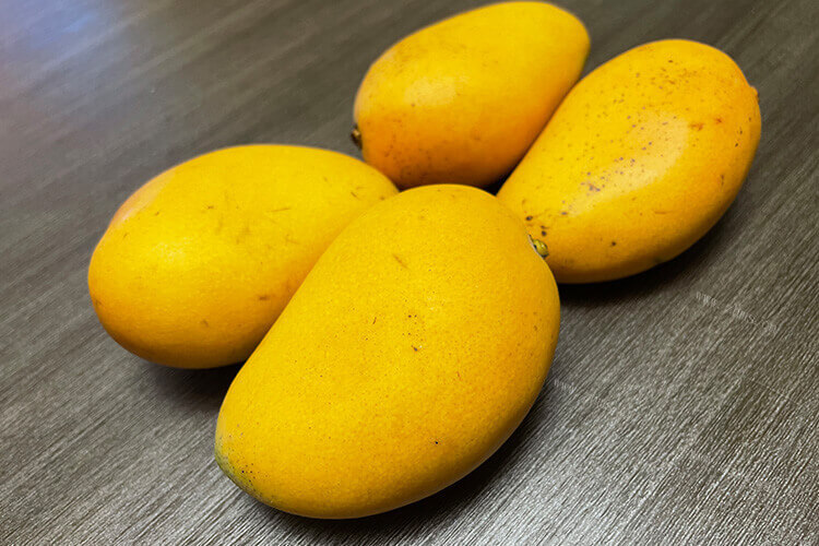 芒果树上熟好的芒果，如何防止芒果掉下来？