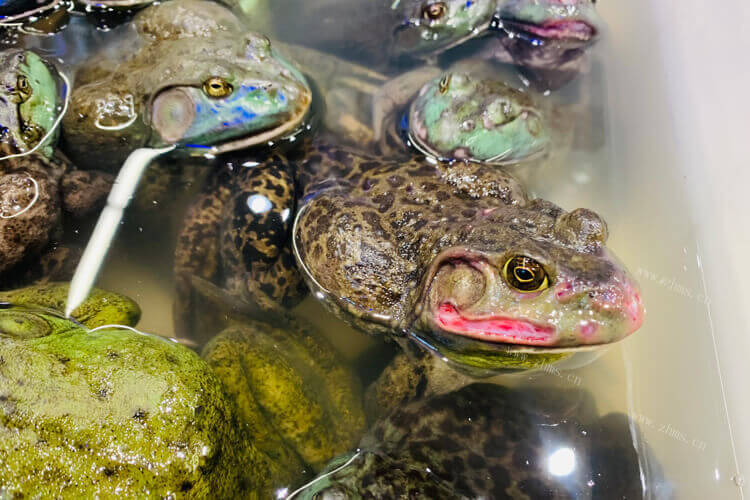 没有吃过干锅牛蛙，请问四川干锅牛蛙好吃吗？