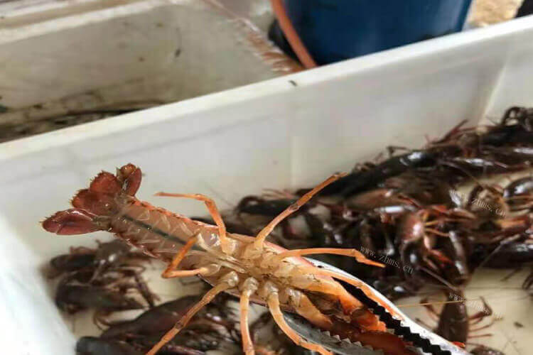 在超市里面我们常常看到龙虾，很想问龙虾怎炒好吃它的一些简单的烹饪方法