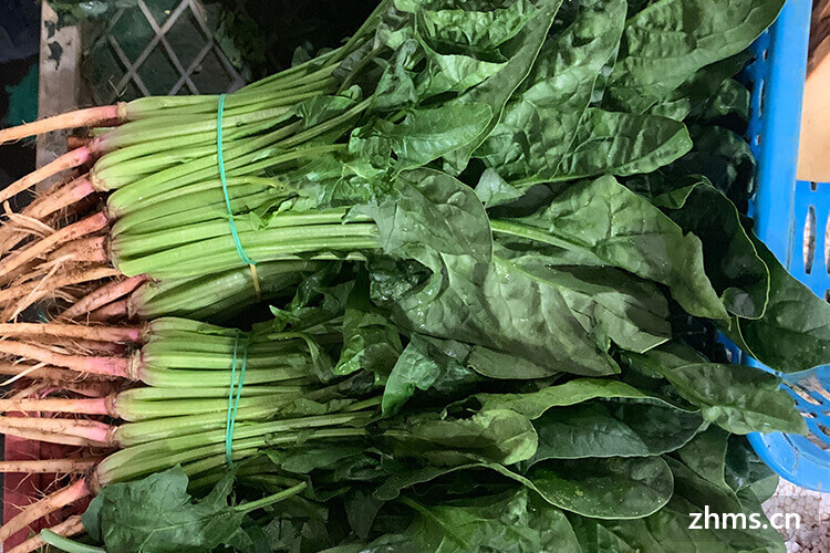 菠菜菠菜是一種耐寒性極強的蔬菜,所以如果想要在冬天種植蔬菜不容易