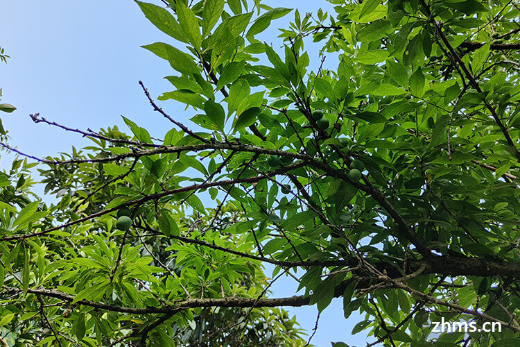 李子几成熟可以摘 李子几成熟可以摘
