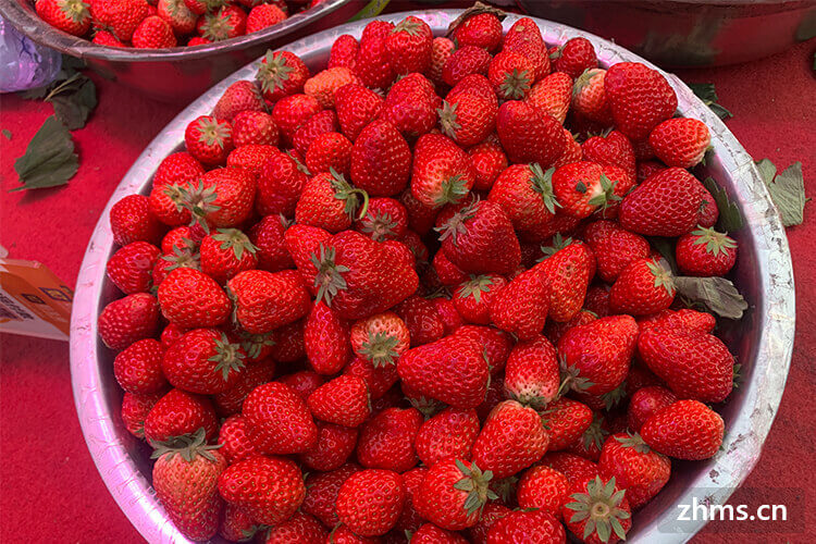 正常草莓什么季节成熟