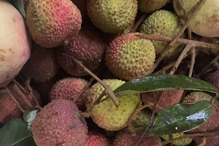 桂味荔枝的特点是什么，有知道的不？