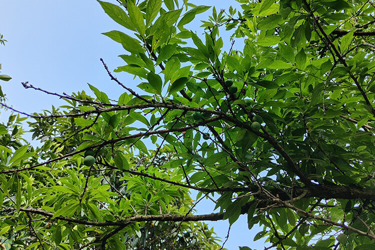想去李子采摘园采摘一些李子，林州市蒿园李子采摘园什么时候开园