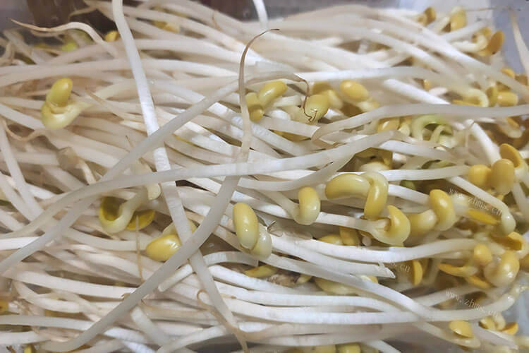 一斤豆子可以出多少豆芽呢？买了一斤黄豆，打算自己做豆芽
