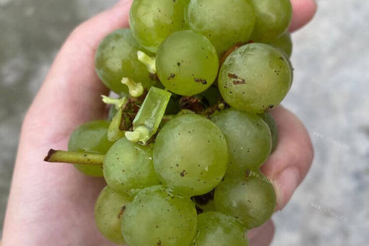 看见好些卖葡萄的，巨峰葡萄无籽能吃吗？