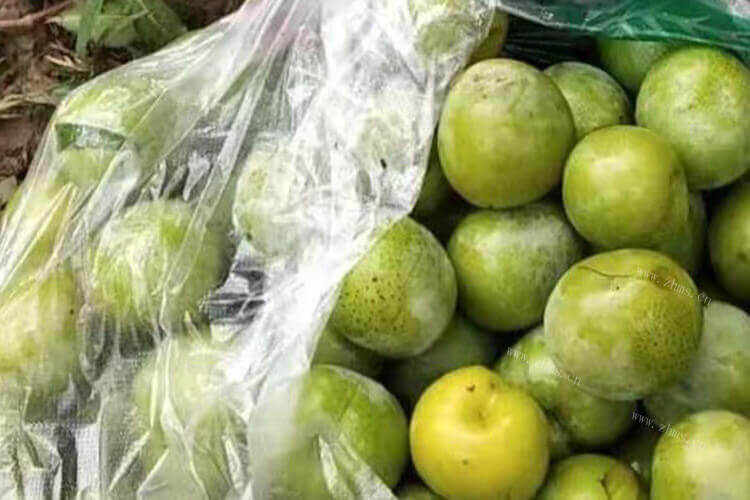 舟山金塘李子几月份熟，好吃吗？
