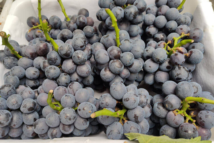 国外进口的意大利葡萄，意大利撒丁岛葡萄品种好吗？