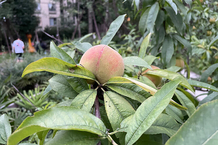 桃子已经成熟了，桃子太熟了怎么吃好？