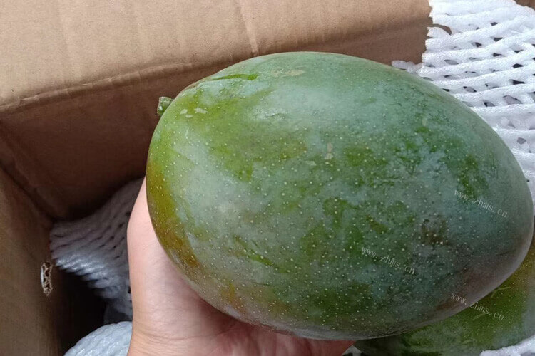 我买了鹰嘴芒果，鹰嘴芒果核大不大呢？
