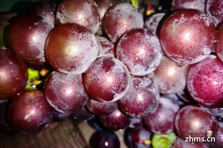 红葡萄品种可以酿白葡萄酒吗