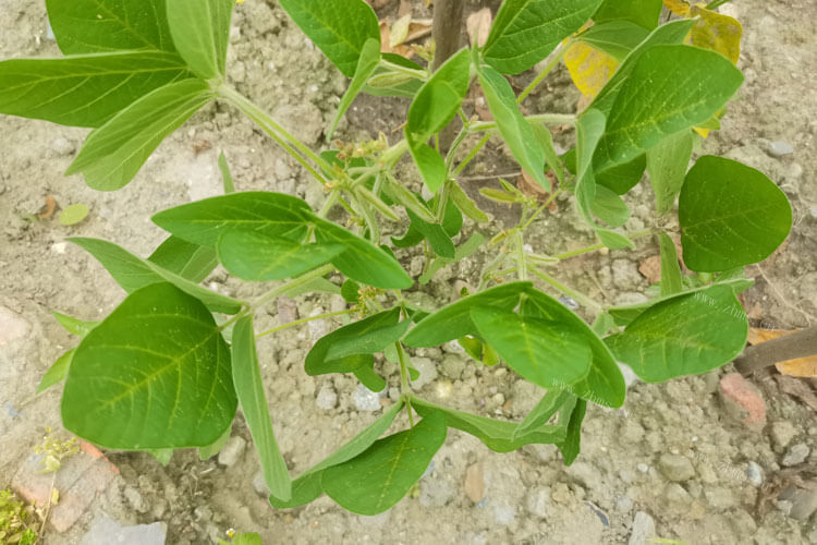 卤水煮毛豆一定很不错，卤毛豆的时间是多久呢？