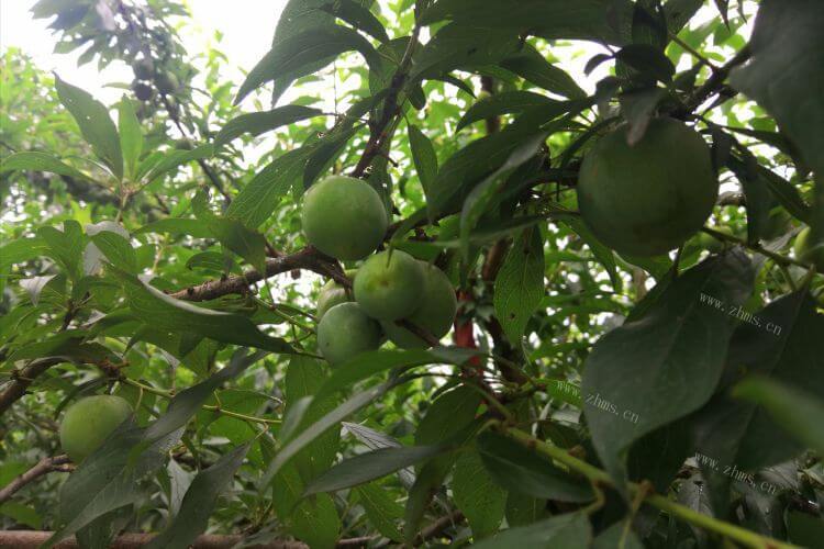 准备了套装的，套袋李子成熟期黑心是怎么回事？