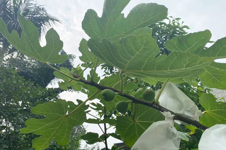 去果园摘了点无花果，想知道无花果有点生能放熟吗？
