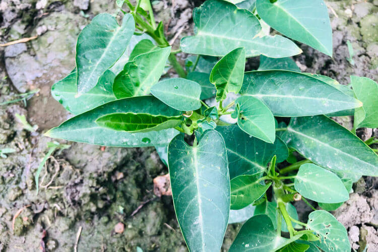 空心菜大家都吃，空心菜的别名叫什么菜？