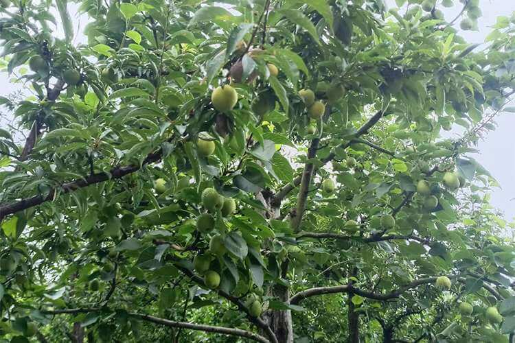 我不太了解水果，究竟李子可以冰冻硬了吃吗？