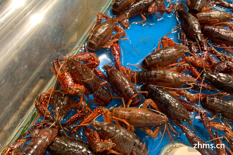 澳洲龙虾多少钱一斤现在市场价