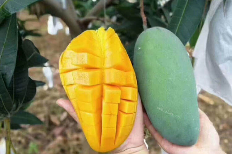 我买了鹰嘴芒果，鹰嘴芒果核大不大呢？
