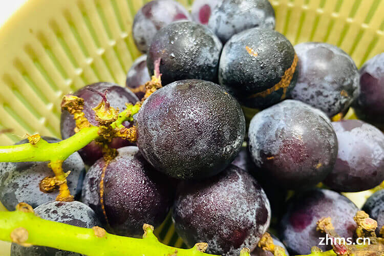 常见鲜食葡萄品种