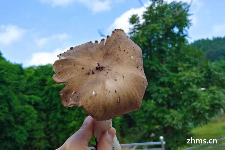 鸡枞菌煮多久 鸡枞菌煮多久