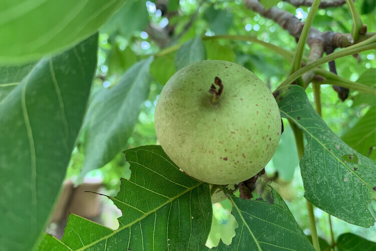 今天突然想到一个问题，金刚菩提和山核桃区别在哪里呢？