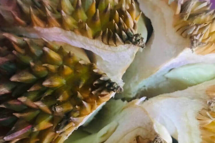 云南德宏种植榴莲吗，德宏哪里种植榴莲？
