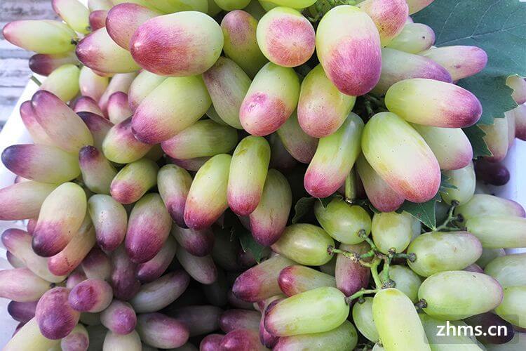 新疆葡萄几月份成熟