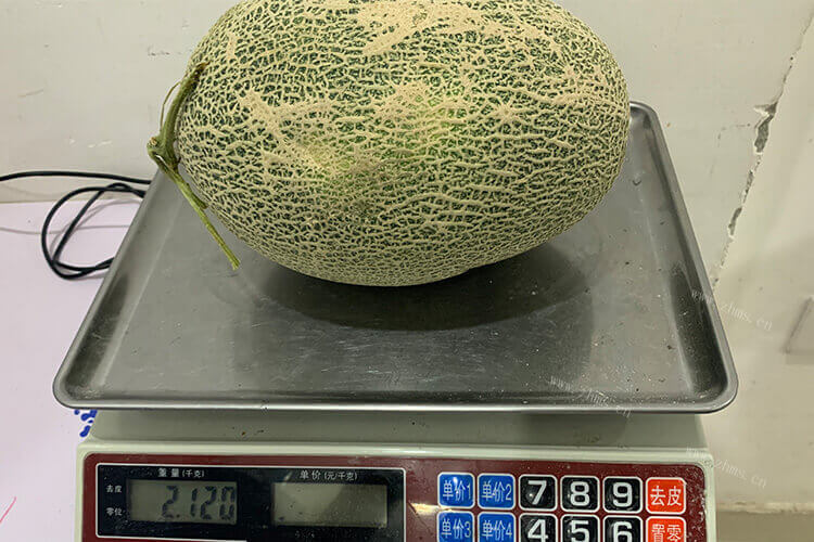 哈密瓜皮厚肉薄，哈密瓜皮厚肉薄的原因是什么呢？