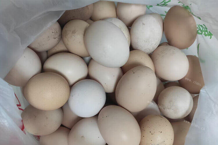 准备去市场买一些鸡蛋，红皮鸡蛋和白皮蛋有什么区别？