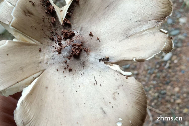 鸡枞菌煮多久 鸡枞菌煮多久
