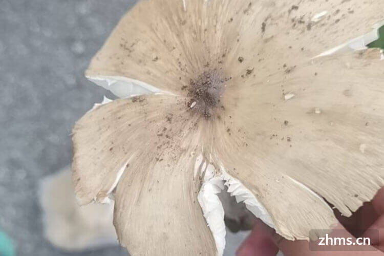 鸡枞菌炒多长时间 鸡枞菌炒多长时间