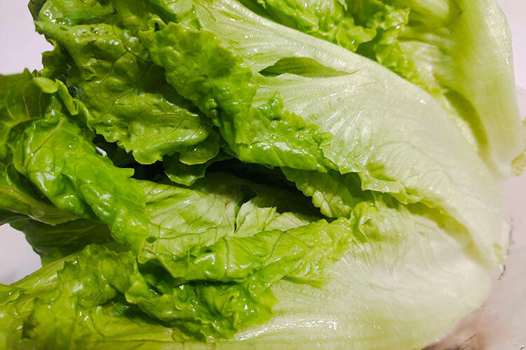 生菜还有很多的品种，玻璃生菜和意大利生菜的区别是什么？