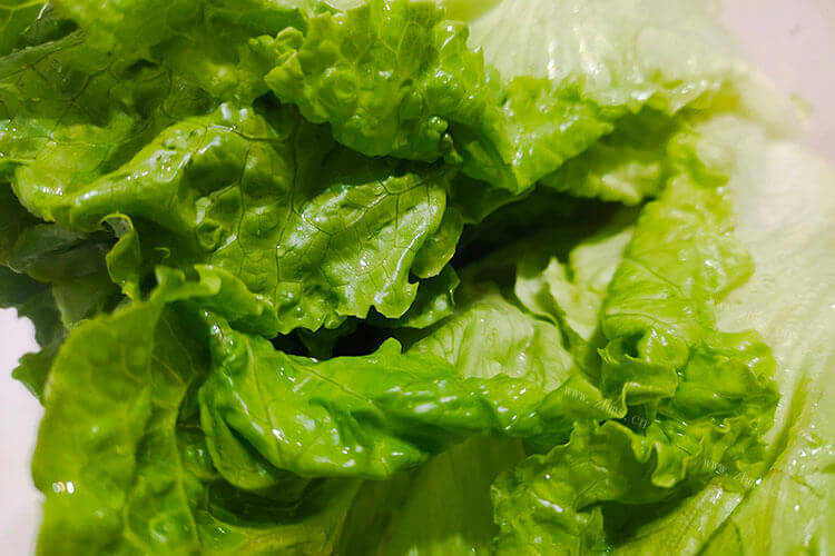 是很了解生菜的种类，罗马生菜和球生菜有什么区别？