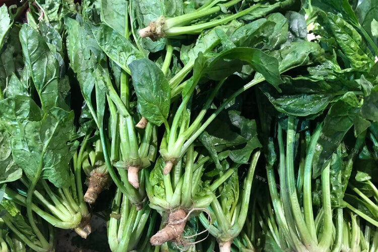 准备炒角瓜，角瓜和菠菜一起吃好吗？
