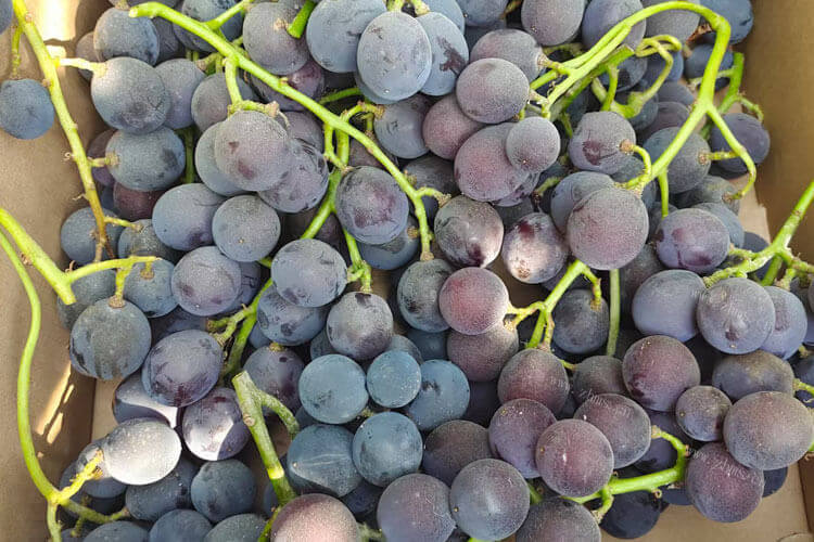 葡萄品种有很多，意大利西北葡萄品种有哪些？