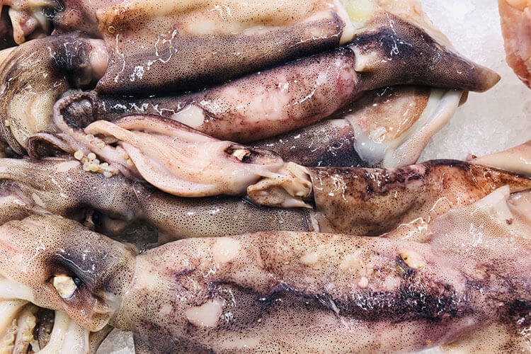 有人是鱿鱼肉蛋白高，鱿鱼肉属于什么蛋白？