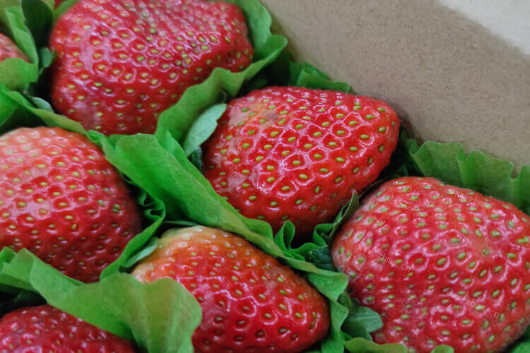 草莓还有巧克力，草莓奶油草莓好吃还是巧克力草莓好吃