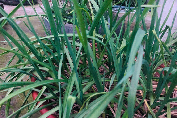 夏天可以种蒜苗吗，这个简单吗？