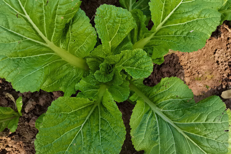 今早菜市场买的青菜，吃起来青菜有股煤油味还正常吗？