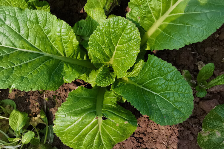 宁夏青菜和上海青菜口感区别是什么？感觉样子都差不多
