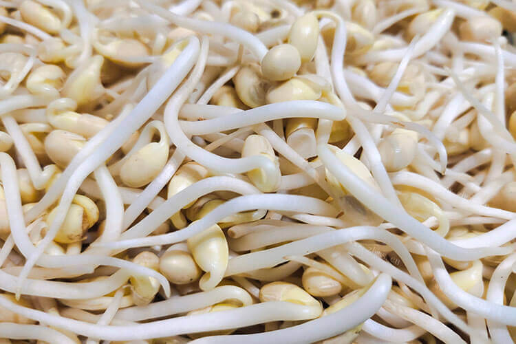 我很少买豆芽，想要知道豆芽可以冷冻保存吗？