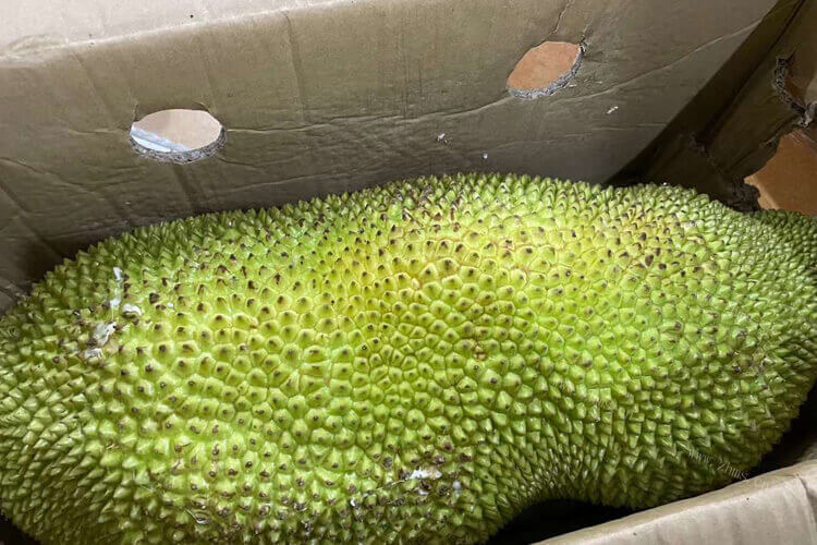 妹妹想要吃菠萝蜜，榴莲蜜与湿包菠萝蜜的区别是什么？