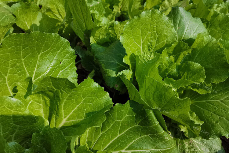 看到了矮脚青菜，矮脚青菜和上海青区别是什么？