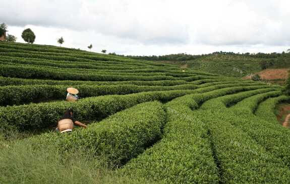 上海市哪里可以买到大红袍茶叶？