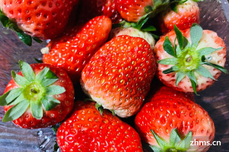 广东种草莓哪个月最适合