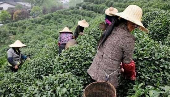 上海好茶叶有哪些呢？在上海哪里可以买到好的茶叶的呢？