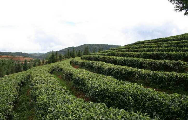 上海市哪里可以买到大红袍茶叶？