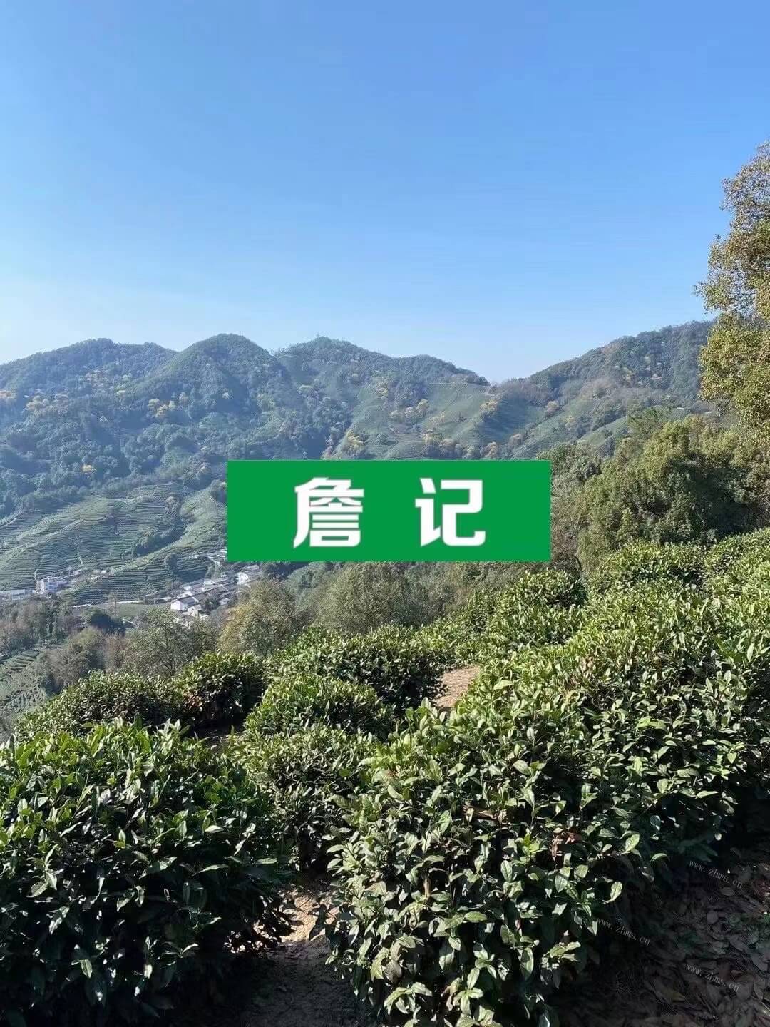 上海哪里能买到正宗的台湾高山茶叶？