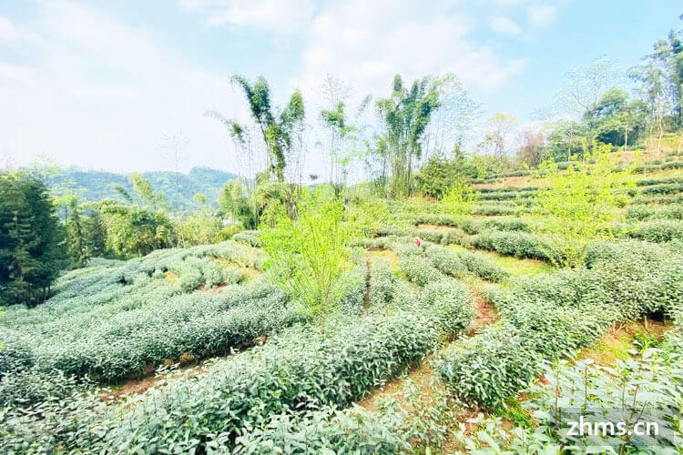 茶叶过期了还能喝吗 茶叶过期了还能喝吗